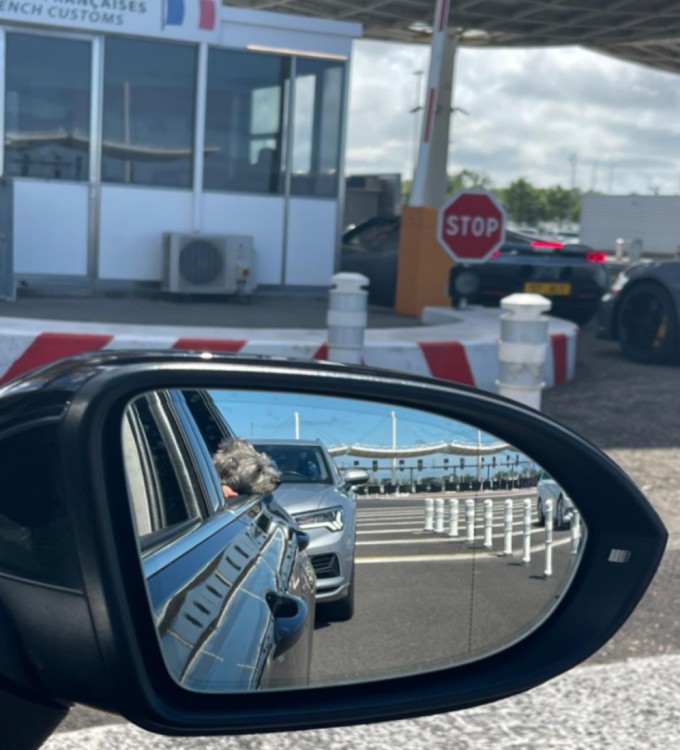 Dog travelling comfortably in a car
